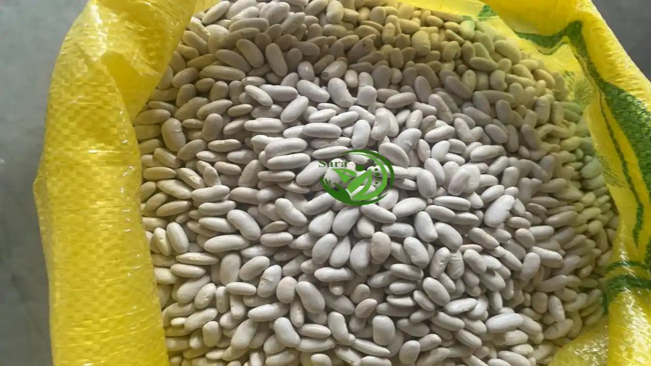 White Beans Exporter from Egypt
